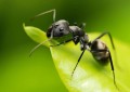 一只蚂蚁的寿命有多长（昆虫记中红蚂蚁的寿命记载）