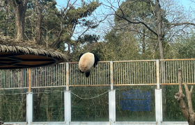 太淘气！北京动物园一只大熊猫翻出围栏，后被食物引回