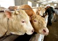 肉牛的养殖技术有哪些（肉牛养殖技术大全料与管理）