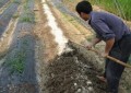 酸性土壤改良方法有哪些（如何快速改良酸性土壤）
