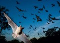 蝙蝠的免疫系统由什么组成（蝙蝠的特殊器官是什么）