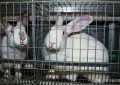 兔子养殖成本利润分析（2022全国肉兔价格表）