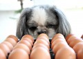 狗狗可以吃蛋黄吗（狗狗天天吃鸡蛋黄的优缺点）