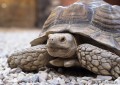 寿命最长的龟能活多久（能活最长的乌龟是活多久）