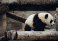 大熊猫生活在什么地方 （大熊猫喜欢的生活环境）