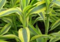 水培富贵竹养殖方法（水培富贵竹的养殖方法和注意事项）