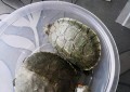 巴西龟的养殖方法和注意事项（养巴西龟的正确方法）