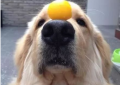 狗能吃蛋黄吗（狗狗吃蛋黄有哪些讲究）