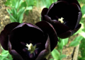 黑色的花有哪些（10种罕见的黑色花）