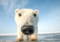 北极熊的皮肤是什么颜色（细说北极熊的毛和皮）