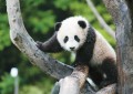 为什么熊猫是国宝（熊猫被称为国宝的原因）