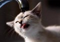 猫能喝矿泉水吗（猫可以喝的水有哪些）