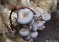 蘑菇种类大全及图片（23种菜市场常见菌菇）