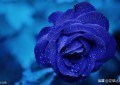蓝玫瑰的花语（蓝玫瑰的寓意是什么）