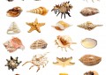 贝壳的种类有哪些（中国贝类大全）