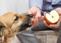 狗狗可以吃苹果吗（狗狗可以吃什么水果）