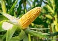 玉米什么季节成熟（不同区域玉米成熟的时间节点）