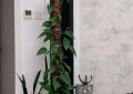 吸收甲醛的室内植物（家里净化空气的植物有哪些）