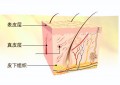 皮肤分层结构（皮肤结构基础知识分层及作用）