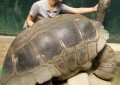 世界上活得最长的乌龟是多久（历史上寿命最长的乌龟）