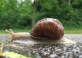 蜗牛的种类介绍（一文带你了解蜗牛）