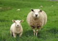 绵羊养殖利润怎么样（养100只绵羊养绵羊的成本和利润分析）