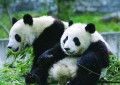 中国十大濒危动物有哪些（这最后一种曾在中国灭绝）