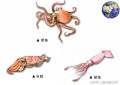 鱿鱼和章鱼的区别（教你一招再也不会搞错了）