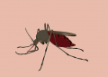 什么血型最招蚊子叮咬（科学解读为什么蚊子总咬你）