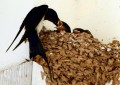 为什么燕子喜欢在屋檐下筑巢（燕子筑巢的三大特点）
