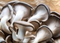 蘑菇的种类有哪些（6种常见的蘑菇你都吃过吗）