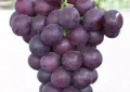 葡萄品种有哪些（14种常见葡萄种类介绍）