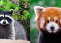 小熊猫和浣熊的区别（一篇文教你区分长得很像的浣熊和小熊猫）
