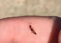 蚂蚁有翅膀吗（长得像蚂蚁有翅膀的虫子是什么）