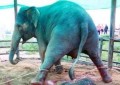 大象怀孕多久生产小象（亚洲象孕期介绍）