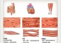 人体肌肉有多少块（人体肌肉的分类和功能介绍）