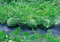 西瓜什么时候种植最好（一年四季种植西瓜的最佳时节介绍）