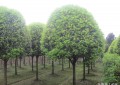 园林绿化养护方案及措施（园林绿化苗木养护措施及管理要点）