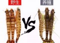 海捕大虾和养殖的虾有什么区别（区分养殖虾和海捕虾的小技巧）