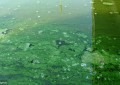 蓝藻水华产生的原因及其危害（一文简析蓝藻暴发成因和处理方法）
