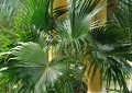 棕榈植物有哪些品种（五种特别有热带风情的棕榈植物）