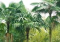 棕榈树的养殖方法和注意事项（棕榈树的种植技术及品种种类）