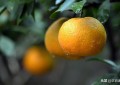 柑橘裂果是什么原因造成的（柑橘裂果的3种类型及发生的原因和防治方法）
