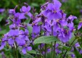 盆栽紫罗兰有哪些品种（紫罗兰品种大全）