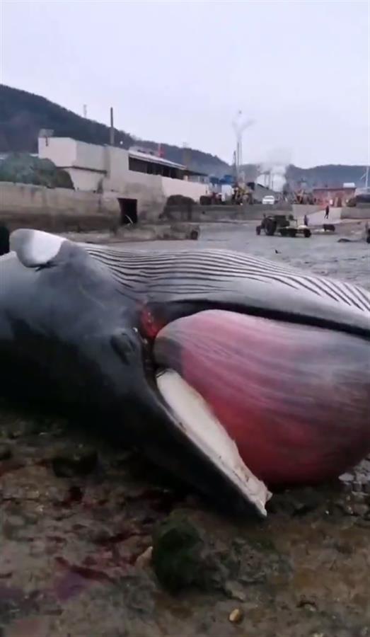 9米长鲸鱼搁浅大连海滩，目击者：发现时已经死亡