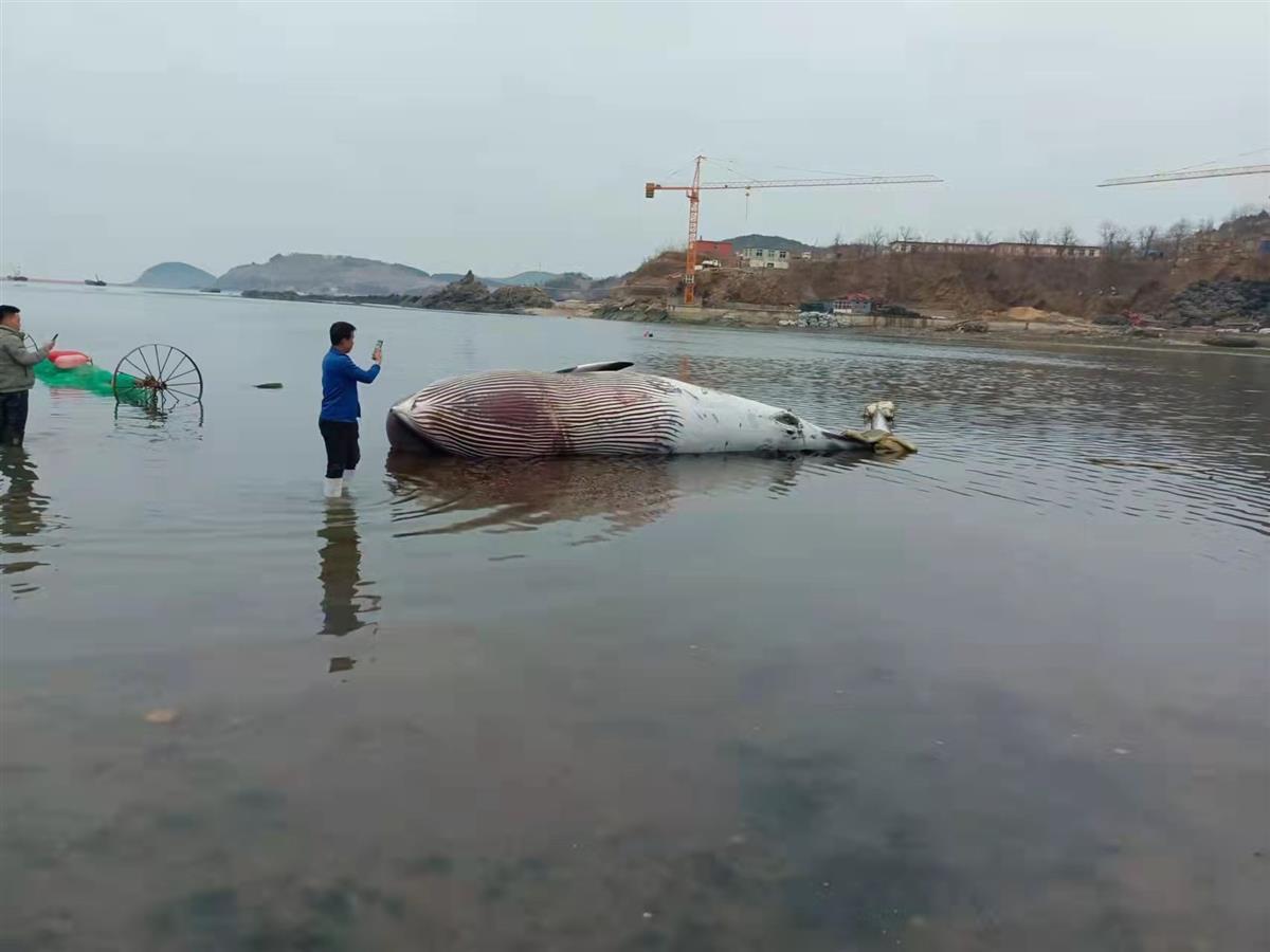 9米长鲸鱼搁浅大连海滩，目击者：发现时已经死亡