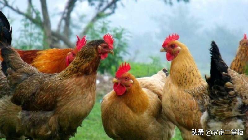 生态养殖鸡的发展趋势（未来养鸡行业前景如何）