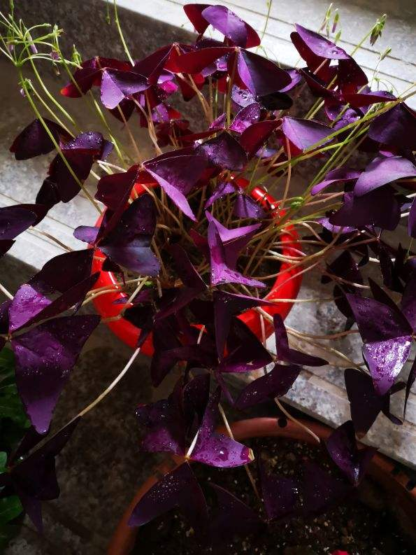 紫色叶子的植物叫什么（紫色叶子的藤茎植物叫什么）