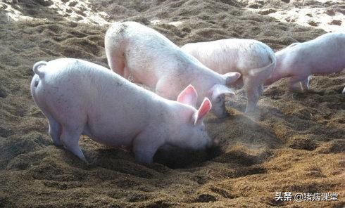 发酵床养猪法是什么（发酵养猪法怎么样）