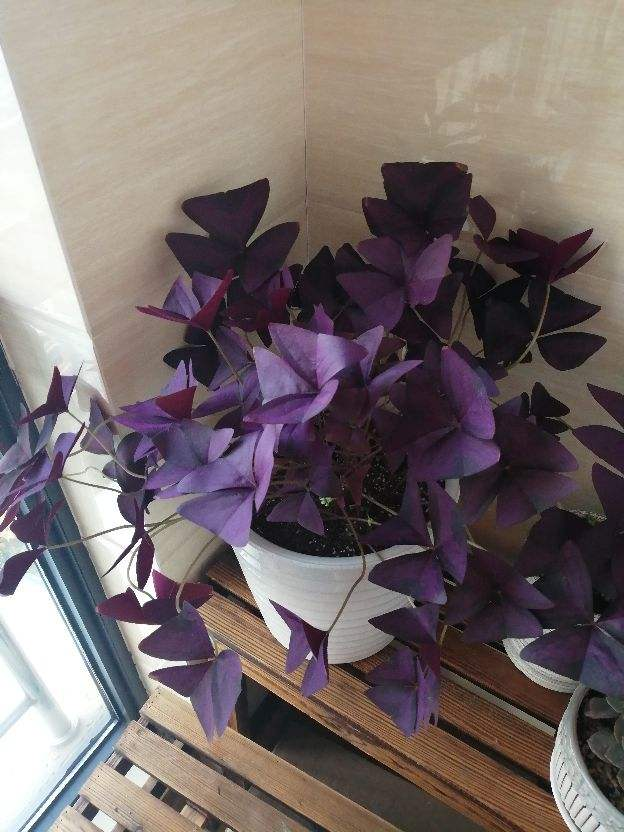 紫色叶子的植物叫什么（紫色叶子的藤茎植物叫什么）